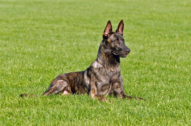 Black Dutch Shepherd Dog